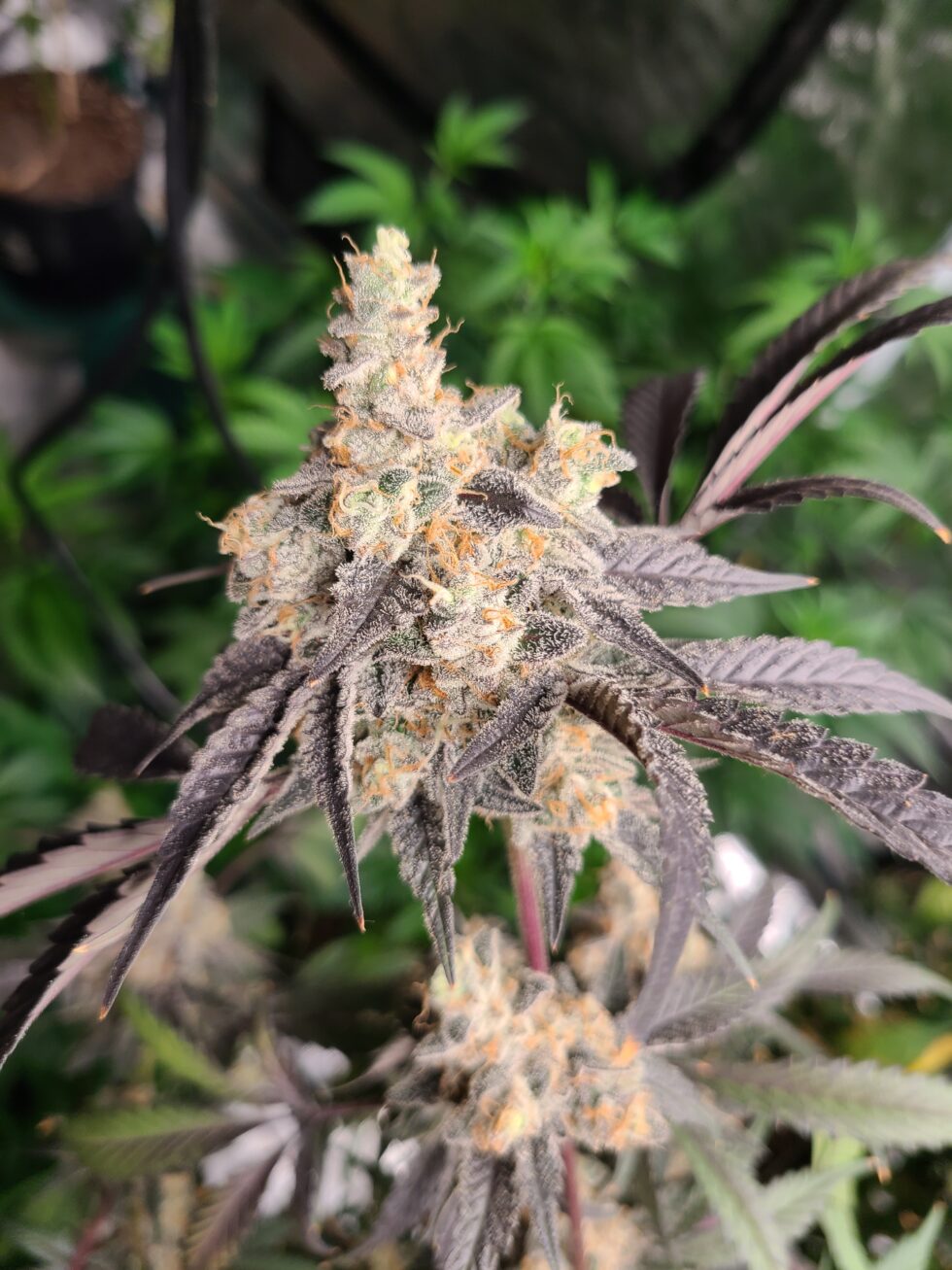 Devine Comedy - Dante's Inferno Strain x Cherry Pie Kush BREATH F2